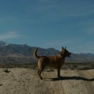 Print of dog standing on mountain