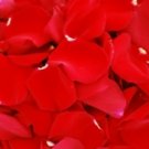 Fresh Rose Petals