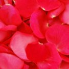 Fresh Rose Petals