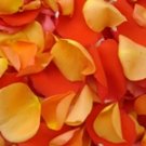 Fresh Rose Petals