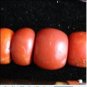 Coral Pearls