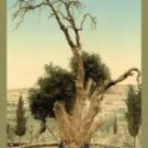 Abraham's Tree Mamreh on the West Bank Fine art canvas print (12 x 18)