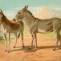 Abyssinian Male and Indian Onager Female Fine art canvas print (12 x 18)