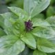Asian Vegetable Seeds