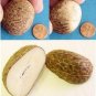 PRAYER BEADS TAGUA NUT VEGETAL SUBSTITUTE TO IVORY - NARCIL -