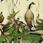 Animal Wonderland DUCKS GEESE GOOSE Wisconsin Dells Postcard