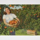 Vintage Postcard Orange Picking In Florida "Girl with basket of oranges"