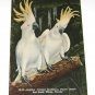 Vintage Postcard Sulphur Crested Cocatoos Parrot Jungle Miami Florida