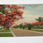 Vintage Postcard Hundreds Royal Poinciana Trees S. Miami Ave Miami Florida