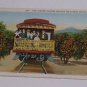 Vintage Postcard The Limited Passing Through Orange Groves California