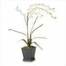 36233 Everblooming White Orchids