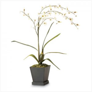 36233 Everblooming White Orchids