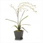 36233 Everblooming White Orchids