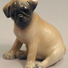 Pug Puppy