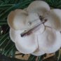 NWOT Flower Corsage Pin Clip in Ecru