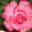 New! Flower Corsage, Pin, Clip, Ponytail Holder in Magenta Pink