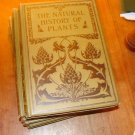 The Natural History Of Plants
