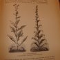 The Natural History Of Plants