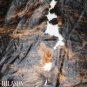 COWHIDE HAIR-ON LEATHER COWHIDE THROW RUG CARPET 051