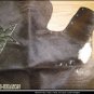 FULL COWHIDE HAIR-ON LEATHER PATCHWORK 28 sqft