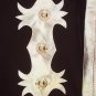 BullRiding Pro Rodeo Western Bronc Leather Chaps PBR046