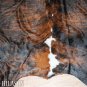 457 COWHIDE HAIR-ON LEATHER COWHIDE THROW RUG CARPET