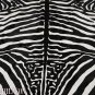 ZEBRA PRINT HAIR ON LEATHER BRAZILIAN COWHIDE RUG 508