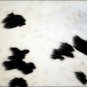 HS777F- HILASON HAIR-ON LEATHER FULL PURE ARGENTINA COWHIDE SKIN RUG CARPET