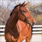 FULL HORZE HARRISON HORSE PADDED STITCHED BRIDLE W/ LACED REINS LIGHT BROWN