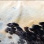 SE172F HILASON HAIR ON LEATHER ARGENTINA COWHIDE SKIN RUG CARPET EXOTIC TRICOLOR