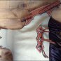 HILASON YOUTH / CHILD PRO RODEO BRONC BULL-RIDING SMOOTH LEATHER CHINKS CHAPS