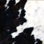 SE181F HILASON HAIR ON LEATHER ARGENTINA COWHIDE SKIN RUG CARPET EXOTIC TRICOLOR