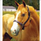 1 IN BLACK TURNOUT HORSE HALTER BY PERRIS LEATHER HORSE SIZE