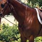 PERRIS CHESTNUT COB LEATHER PROFESSIONAL RAISED STANDING MARTINGALE TACK HORSE