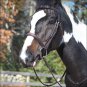 PONY SHIRES EQUESTRIAN HORSE MANCHESTER PADDED BRIDLE W/ SS HOOK DARK HAVANA