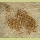 RAISED PLASTER STENCIL FERN FOSSILS, Reusable stencils for wall and backsplashes