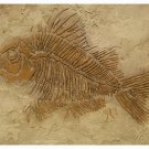 RAISED PLASTER STENCIL LARGE FOSSIL FISH STURDY 12MIL!