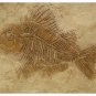 RAISED PLASTER STENCIL LARGE FOSSIL FISH STURDY 12MIL!