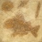 RAISED PLASTER STENCIL LARGE FOSSIL FISH STURDY 12MIL!