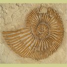 AMMONITE LARGE RAISED PLASTER STENCIL - STURDY WALL STENCIL