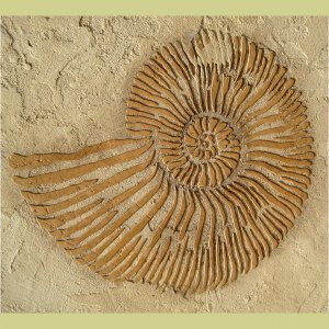 AMMONITE LARGE RAISED PLASTER STENCIL - STURDY WALL STENCIL