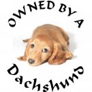 Pet t-shirts