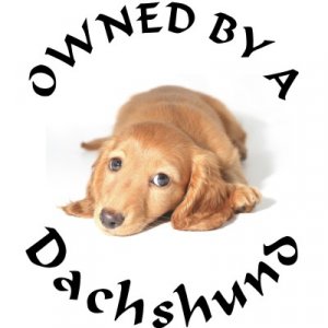 Pet t-shirts