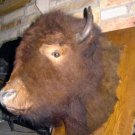 Buffy The Buffalo