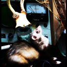 Rodent