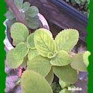 Boldo tea Bags - 10 bags per package