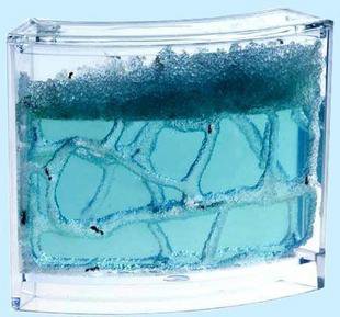 Antwork Ant Habitat Farm Educational Bug