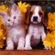 krazy kritterz  Pet Store