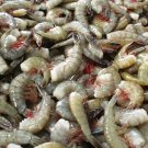 Headless Shrimp