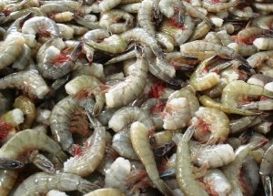Headless Shrimp